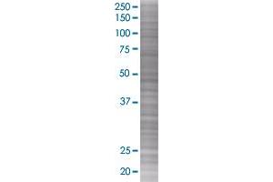 KITLG transfected lysate (KITLG 293T Cell Transient Overexpression Lysate(Denatured))