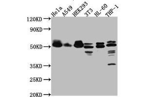 Western Blot Positive WB detected in: Hela whole cell lysate, A549 whole cell lysate, HEK293 whole cell lysate, NIH/3T3 whole cell lysate, HL-60 whole cell lysate, THP-1 whole cell lysate All lanes: MAPKAPK2 antibody at 1:1000 Secondary Goat polyclonal to rabbit IgG at 1/50000 dilution Predicted band size: 46, 43 kDa Observed band size: 50 kDa (Recombinant MAPKAP Kinase 2 antibody)
