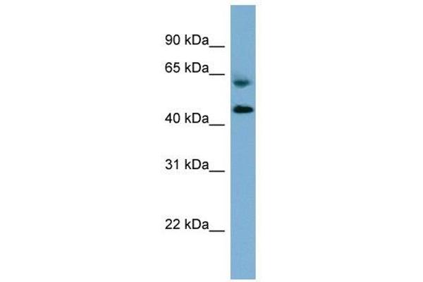 RMND1 antibody