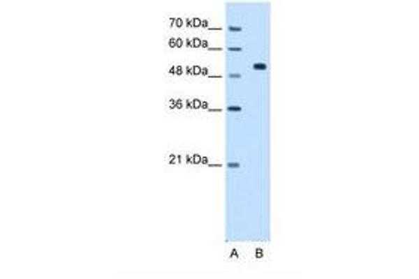 CCDC19 antibody  (N-Term)