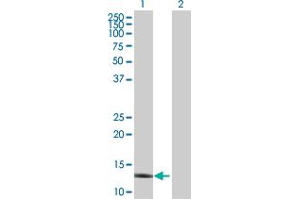 APOC4 antibody  (AA 1-127)