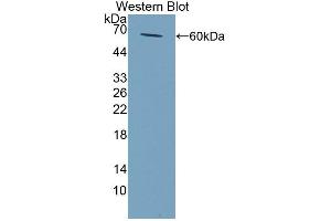 Figure. (NAT2 antibody  (AA 20-280))