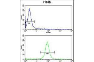 Flow cytometry analysis of Hela cells (bottom histogram) compared to a negative control cell (top histogram). (Calmodulin 1 antibody  (C-Term))