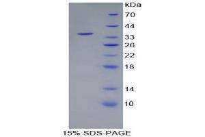 SDS-PAGE (SDS) image for Wingless-Type MMTV Integration Site Family, Member 10B (WNT10B) (AA 30-322) protein (His tag) (ABIN1879779) (WNT10B Protein (AA 30-322) (His tag))