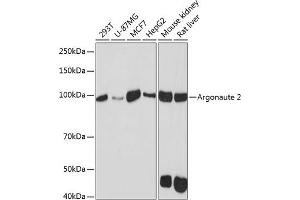 Western blot analysis of extracts of various cell lines, using Argonaute-2 antibody (ABIN7265671) at 1:1000 dilution. (AGO2 antibody)