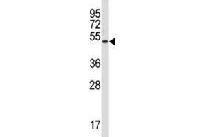 Rage antibody western blot analysis in NCI-H292 lysate. (RAGE antibody  (AA 76-104))