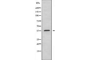 Western blot analysis of extracts from A549 cells using APOF antibody. (Apolipoprotein F antibody  (C-Term))