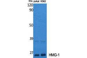 Western Blot (WB) analysis of specific cells using HMG-1 Polyclonal Antibody. (HMGB1 antibody  (Internal Region))
