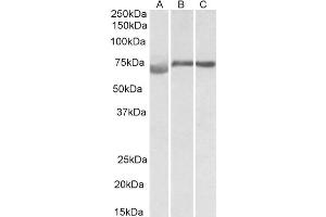Western Blotting (WB) image for anti-Cyclin D Binding Myb-Like Transcription Factor 1 (DMTF1) (AA 629-642) antibody (ABIN5898738) (DMP1 antibody  (AA 629-642))