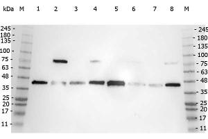 Western Blot of Rabbit anti-POLB antibody. (POLB antibody  (C-Term))