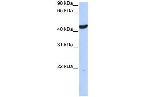 Cytokeratin 23 antibody used at 1 ug/ml to detect target protein. (KRT23 antibody)