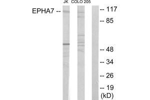 Western blot analysis of extracts from Jurkat cells and COLO205 cells, using EPHA7 antibody. (EPH Receptor A7 antibody  (Internal Region))
