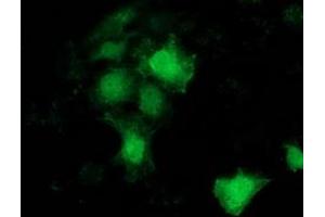 Immunofluorescence (IF) image for anti-Breast Cancer Anti-Estrogen Resistance 1 (BCAR1) antibody (ABIN1496833) (BCAR1 antibody)