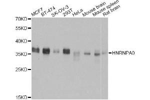 Western blot analysis of extracts of various cell lines, using HNRNPA0 antibody. (HNRNPA0 antibody  (AA 1-180))