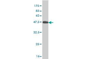 Western Blot detection against Immunogen (45. (RHEB antibody  (AA 1-184))