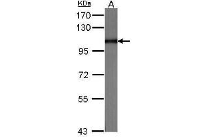 WB Image Sample (30 ug of whole cell lysate) A:NIH-3T3 7. (MVP antibody  (C-Term))