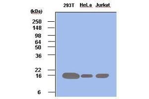 Cell lysates of 293T, HeLa and Jurkat (each 50 ug) were resolved by SDS-PAGE, transferred to PVDF membrane and probed with anti-human Pin1 (1:500). (PIN1 antibody  (AA 1-163))