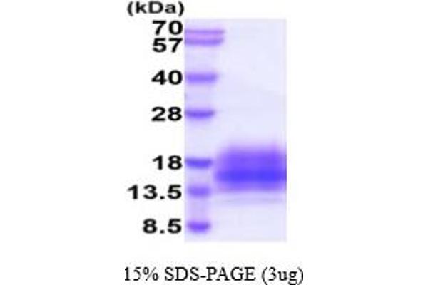 Tetraspanin 7 Protein (TSPAN7) (AA 113-213) (His tag)