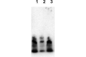 Western Blotting (WB) image for anti-Amyloid beta (Abeta) (N-Term) antibody (ABIN126730) (beta Amyloid antibody  (N-Term))