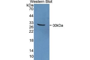 Detection of Recombinant APOA4, Human using Polyclonal Antibody to Apolipoprotein A4 (APOA4) (APOA4 antibody  (AA 173-396))
