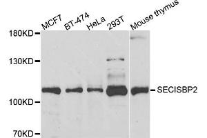 Western blot analysis of extracts of various cells, using SECISBP2 antibody. (SECISBP2 antibody)