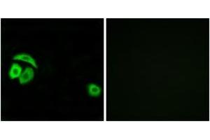 Immunofluorescence (IF) image for anti-Ribosomal Protein L27a (RPL27A) (AA 99-148) antibody (ABIN2890074) (RPL27A antibody  (AA 99-148))