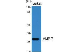 Western Blot (WB) analysis of specific cells using MMP-7 Polyclonal Antibody. (MMP7 antibody  (C-Term))