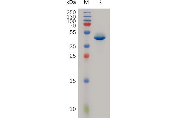 Neurotensin Protein (NTS) (AA 24-148) (Fc Tag)