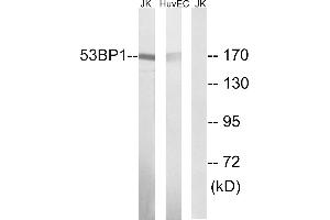 Western blot analysis of extracts from Jurkat cells and HUVEC cells, using 53BP1 (Ab-29) antibody. (TP53BP1 antibody  (Internal Region))