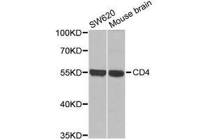 Western blot analysis of extracts of various cell lines, using CD4 antibody (ABIN1875406) at 1:1000 dilution. (CD4 antibody)