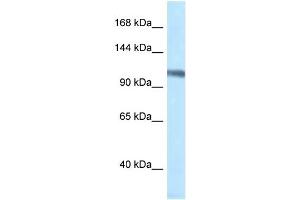 WB Suggested Anti-Mcm4 Antibody   Titration: 1. (MCM4 antibody  (N-Term))