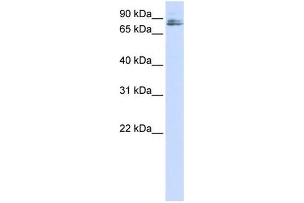 TMCO3 antibody  (N-Term)