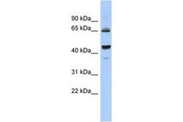 PDE12 antibody  (C-Term)