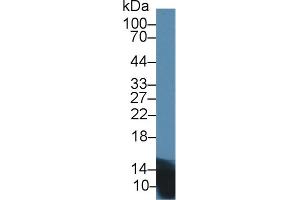 Western Blot; Sample: Mouse Pancreas lysate; Primary Ab: 1µg/ml Rabbit Anti-Rat INS Antibody Second Ab: 0. (Insulin antibody  (AA 25-110))