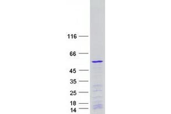 POLR1E Protein (Myc-DYKDDDDK Tag)