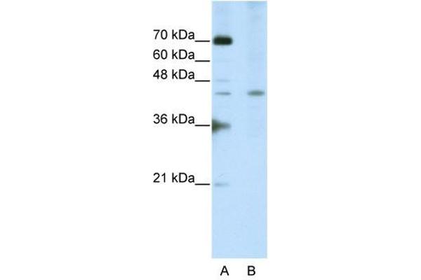 SURF6 antibody  (Middle Region)