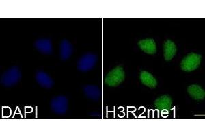 Immunofluorescence (IF) image for anti-Histone 3 (H3) (H3R2me) antibody (ABIN1873013) (Histone 3 antibody  (H3R2me))