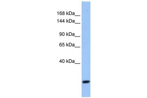 FBXW10 antibody  (N-Term)