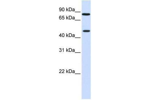 ZNF710 anticorps  (N-Term)