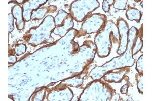 Formalin-fixed, paraffin-embedded human Placenta stained with EGFR Mouse Monoclonal Antibody (SPM341). (EGFR antibody  (AA 344-492))