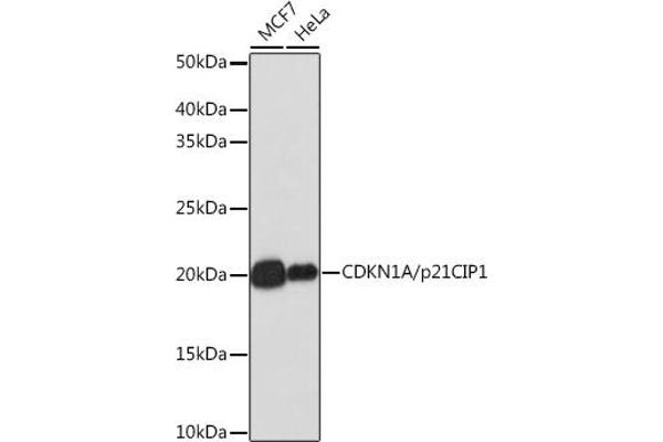 p21 antibody