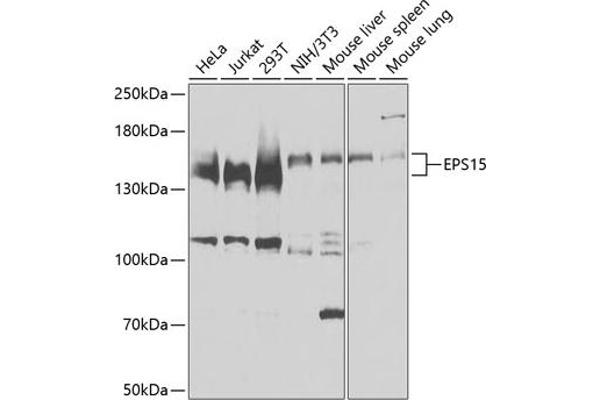 EPS15 antibody  (AA 660-840)