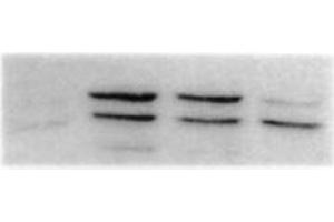 Western Blotting (WB) image for anti-Mitogen-Activated Protein Kinase 8 (MAPK8) antibody (ABIN126827) (JNK antibody)