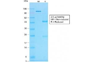 SDS-PAGE (SDS) image for anti-Histone H1 antibody (ABIN6939598)