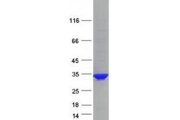 PCSK1N Protein (Myc-DYKDDDDK Tag)