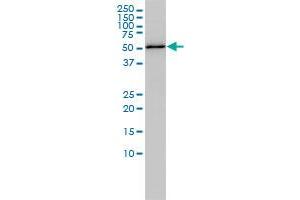 RBBP4 monoclonal antibody (M01), clone 2D7 Western Blot analysis of RBBP4 expression in Hela . (Retinoblastoma Binding Protein 4 antibody  (AA 1-425))