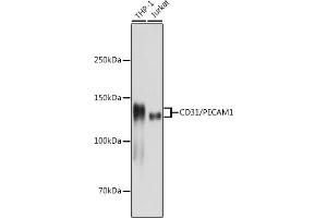 Western blot analysis of extracts of various cell lines, using CD31/PEC antibody (ABIN7269406) at 1:1000 dilution. (CD31 antibody)