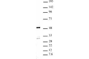 Ets-1 pAb tested by Western blot. (ETS1 antibody  (C-Term))