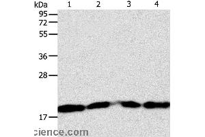 Western blot analysis of Lncap, SKOV3, MCF7 and 293T cell, using DIABLO Polyclonal Antibody at dilution of 1:1000 (DIABLO antibody)