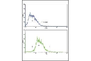 Flow cytometric analysis of HepG2 cells using SOX9 Antibody (bottom histogram) compared to a negative control cell (top histogram). (SOX9 antibody  (AA 231-260))